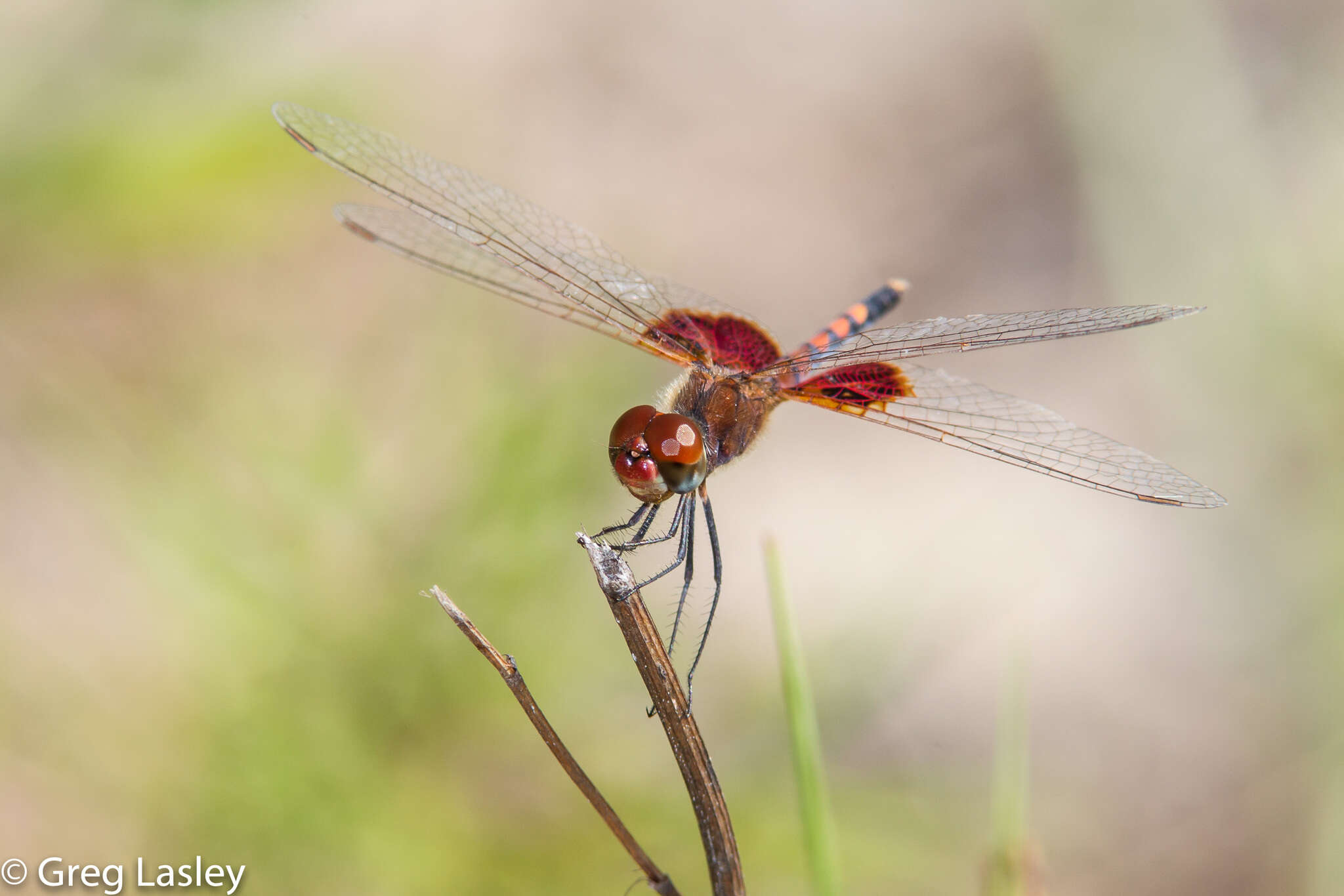 Imagem de Celithemis amanda (Hagen 1861)