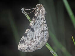 Image of dotted carpet