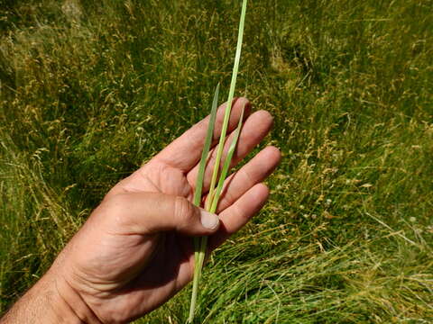 Image of swordleaf blue-eyed grass