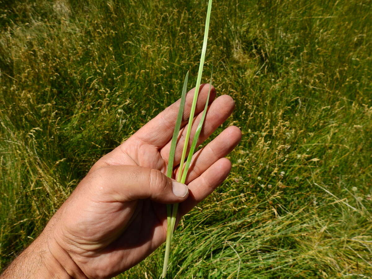 Sisyrinchium chilense Hook.的圖片