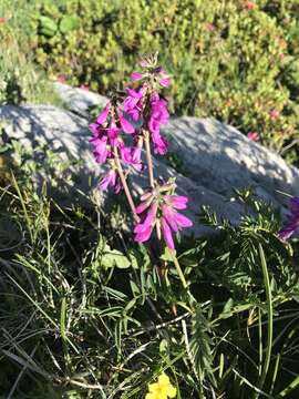 Plancia ëd Hedysarum hedysaroides (L.) Schinz & Thell.