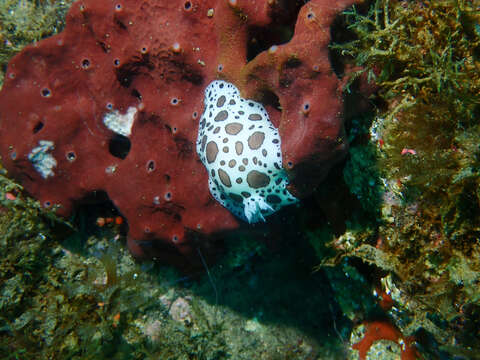 Image of Swiss cow nudibranch