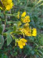 Inula thapsoides (M. Bieb.) Spreng. resmi