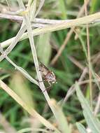 Salticella fasciata (Meigen 1830) resmi