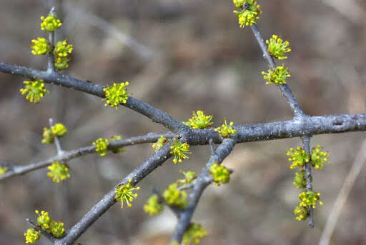 Image of stretchberry