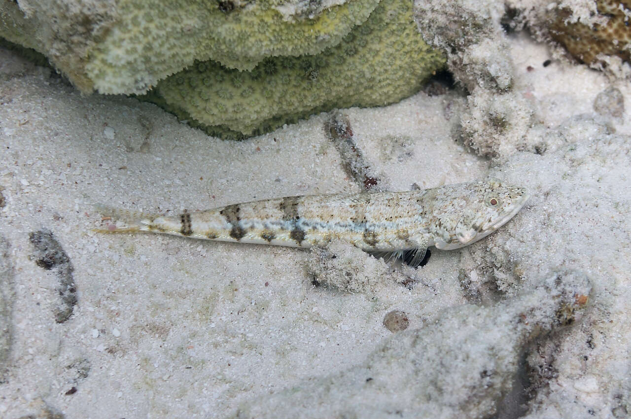 Image of Sand lizardfish