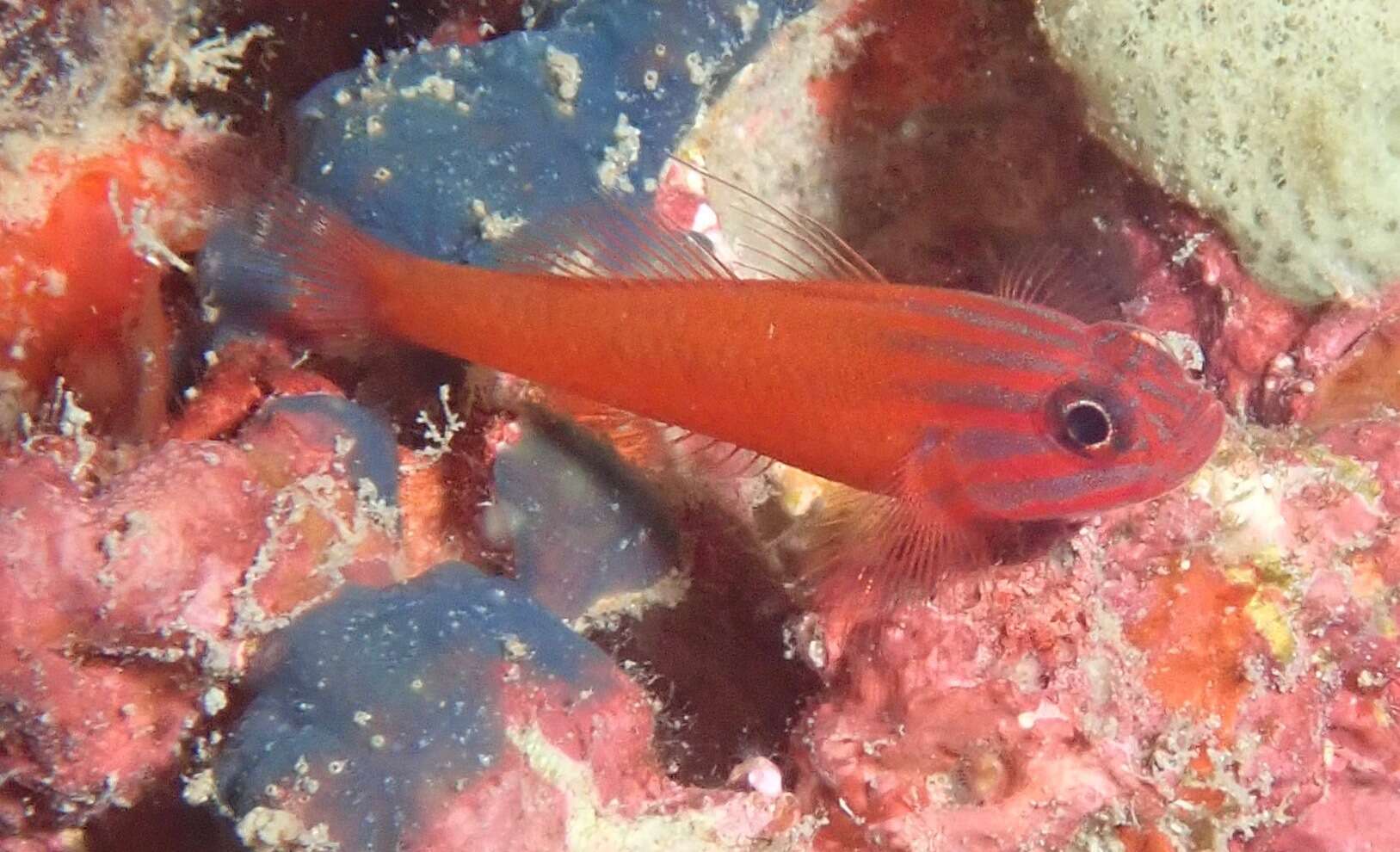 Image of Stripehead dwarfgoby