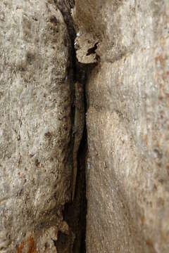 Image of Madagascar Velvet Gecko