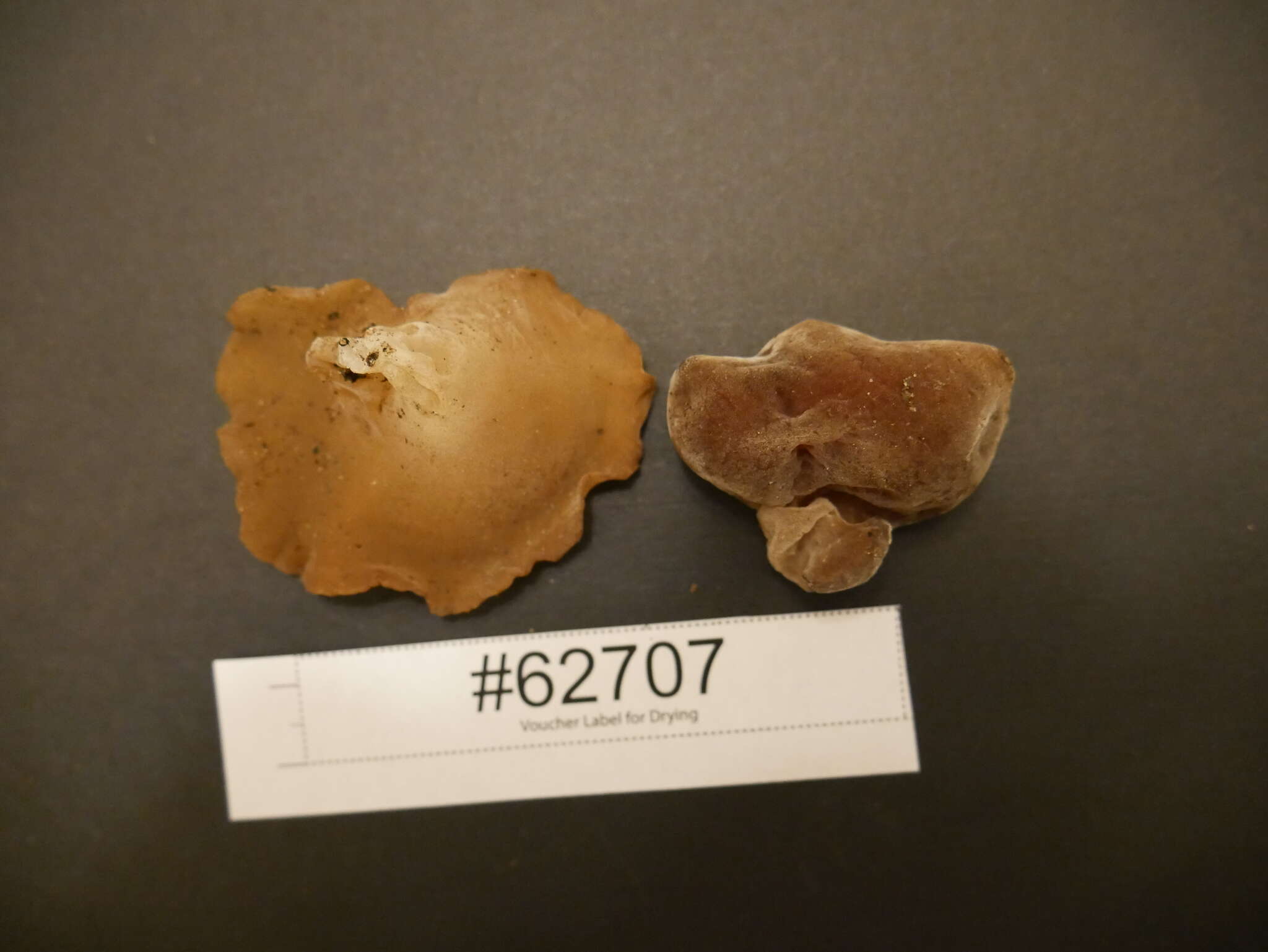 Imagem de Auricularia fuscosuccinea (Mont.) Henn. 1893