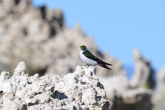 Image of Violet-green Swallow