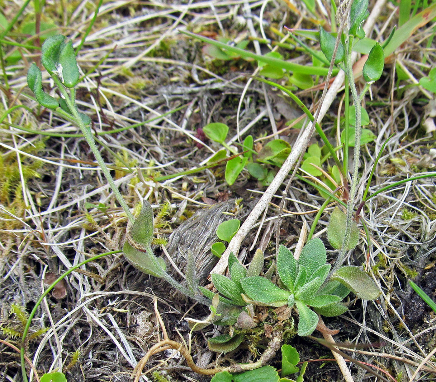 Image of boreal draba