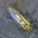 Image of Glasshouse Leafhopper