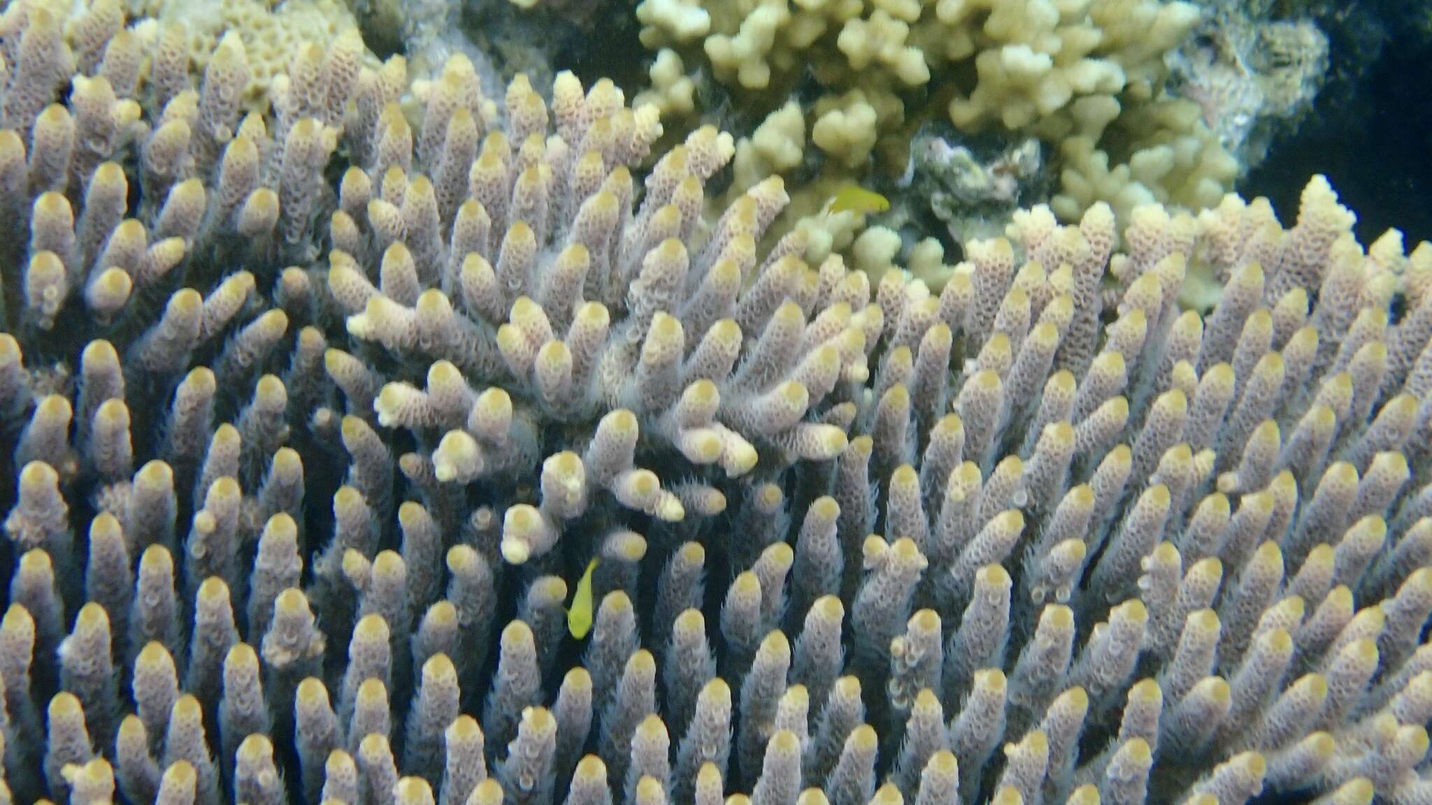 Image de Acropora millepora (Ehrenberg 1834)