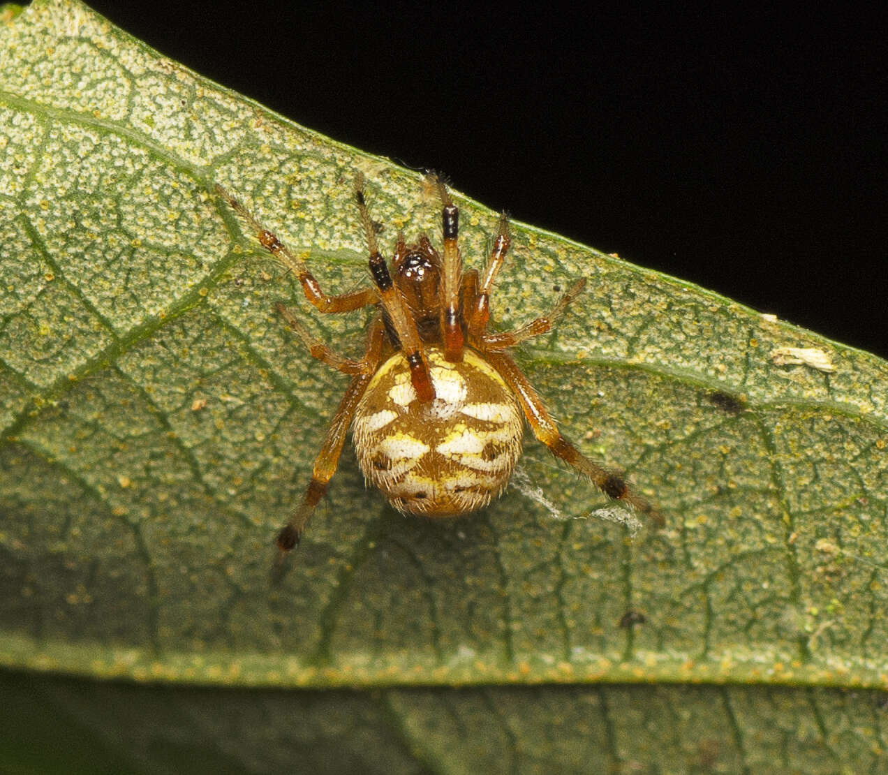 Image of Theridion ventricosum Rainbow 1916