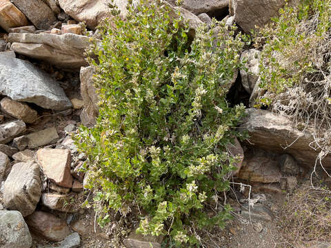 صورة Ruellia aspera (C. B. Cl.) Phillips