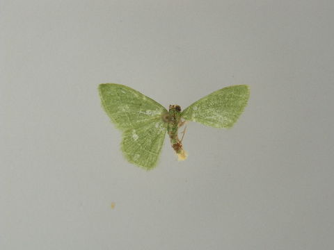 Image of <i>Chlorissa dorsicristata</i> Warren 1905