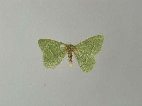 Image of <i>Chlorissa dorsicristata</i> Warren 1905
