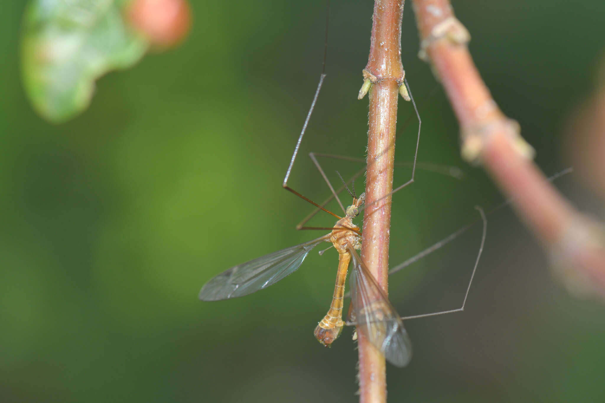 صورة Tipula (Lunatipula) bezzii Mannheims & Theowald 1959