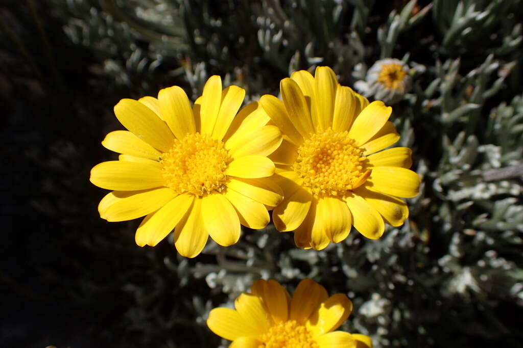 Image of Euryops othonnoides (DC.) B. Nordenst.