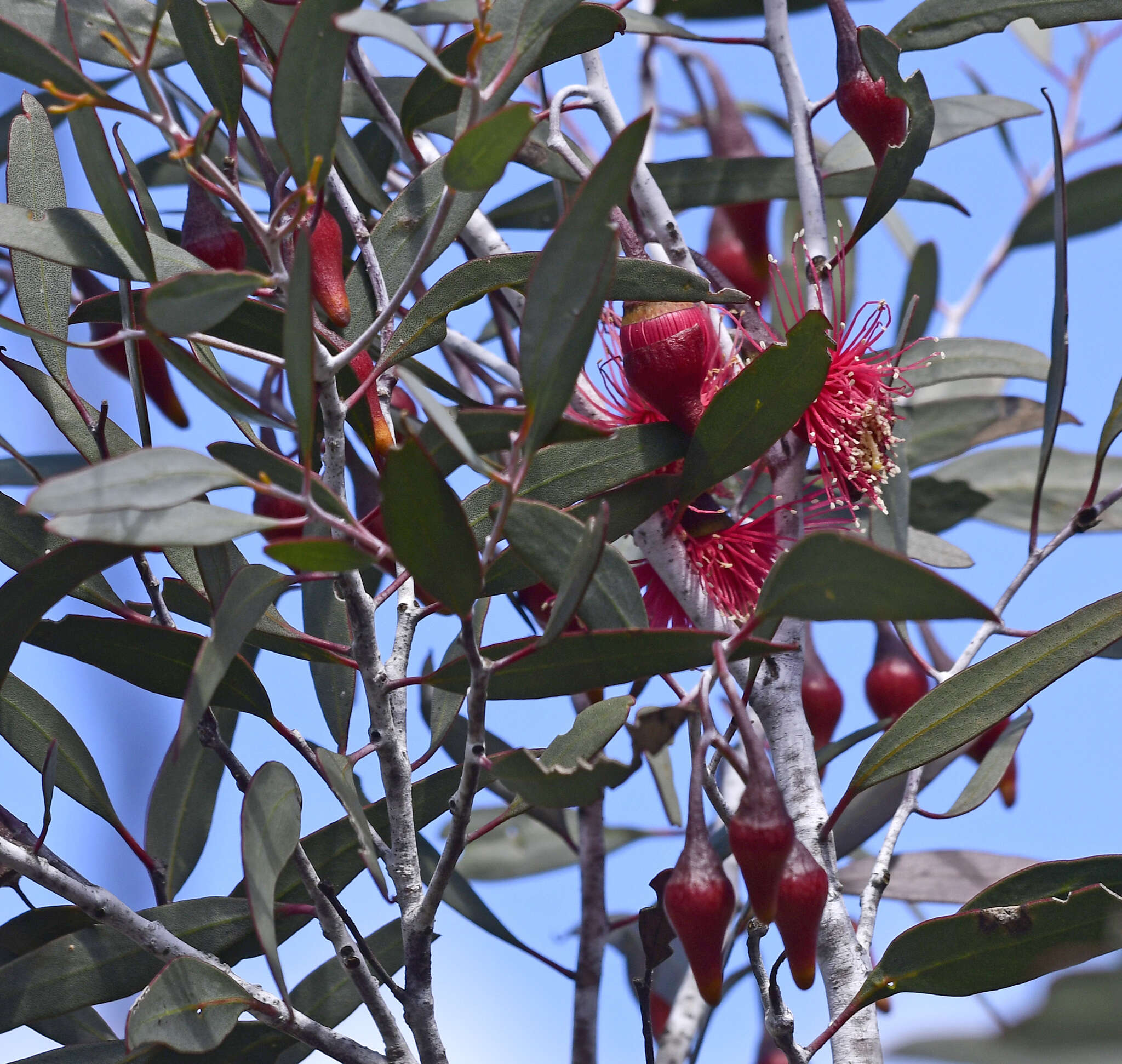 Image of Eucalyptus erythronema subsp. erythronema