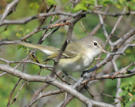 Vireo bellii arizonae Ridgway 1903 resmi