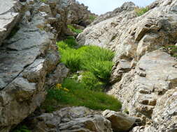 Image of alpine lady-fern