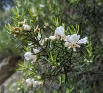 Image of Westringia angustifolia R. Br.