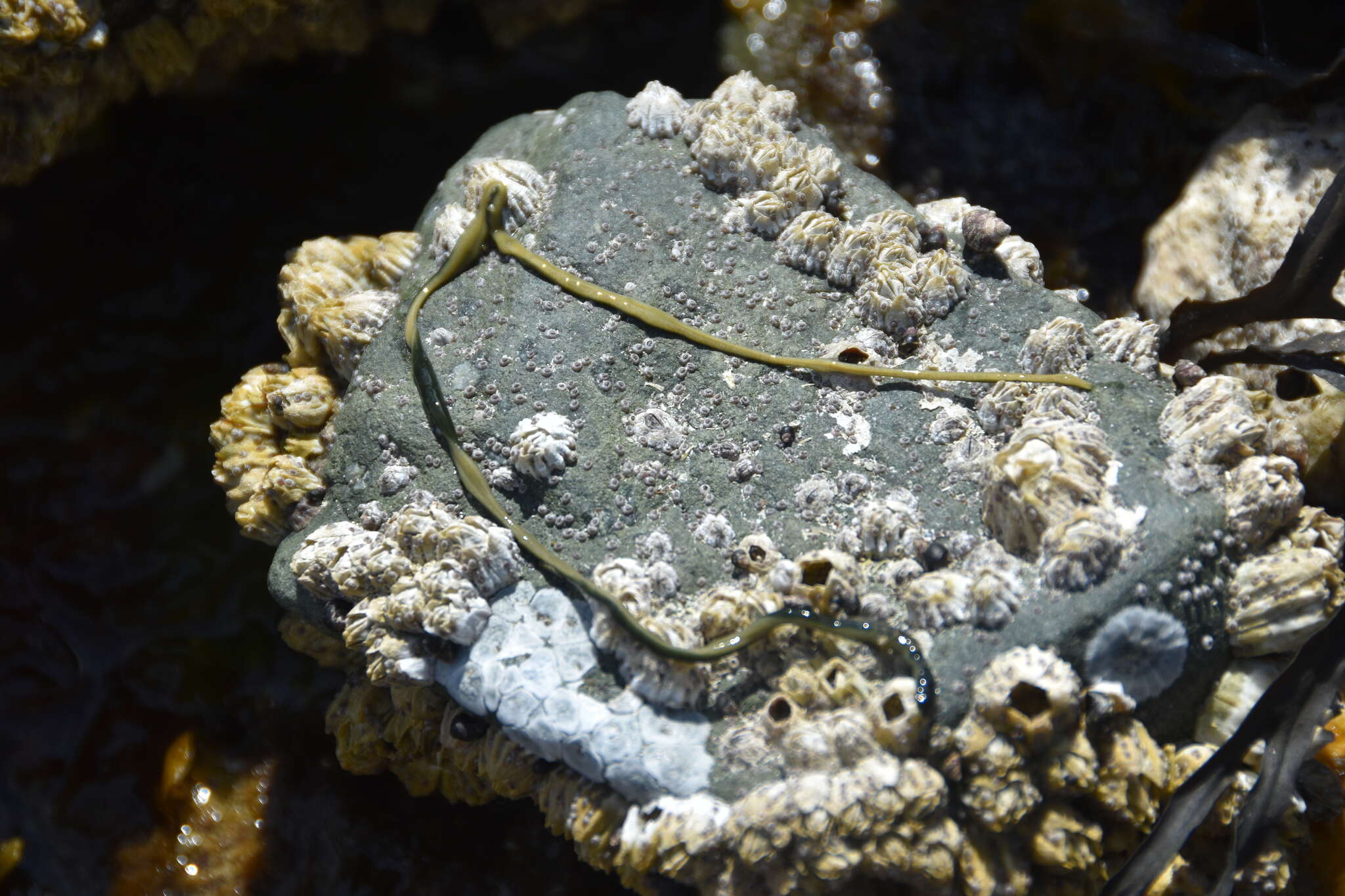 Image of Green Ribbon Worm