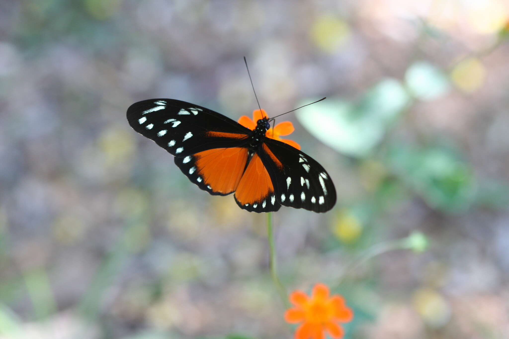 Image of Heliconius hecalesia formosus Bates 1863