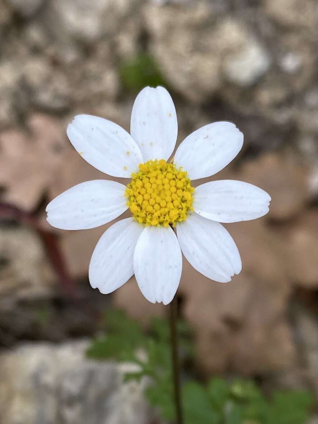 Image of Anthemis chia L.