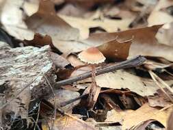 Image of Lepiota castanea Quél. 1881