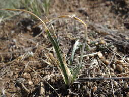 Image of Iris tigridia Bunge ex Ledeb.