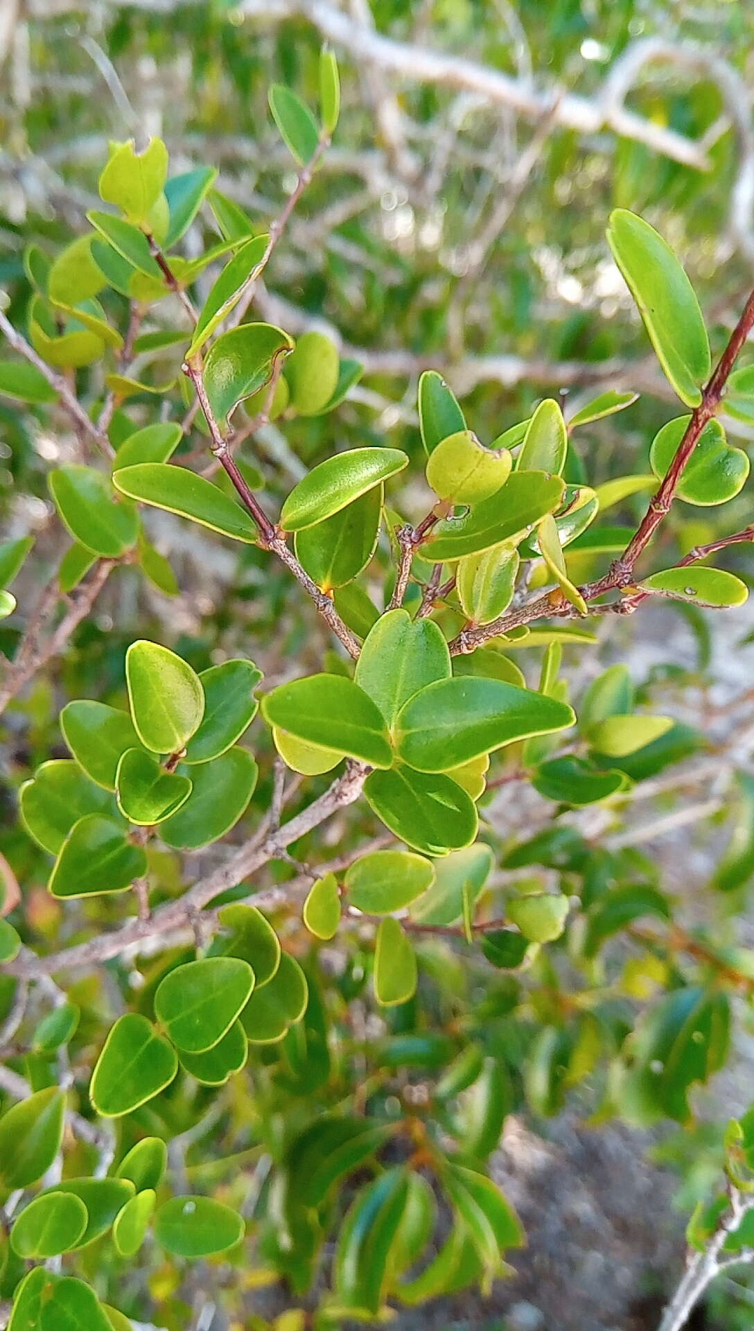 Image of Memecylon boinense H. Perrier