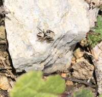 Image of Habronattus californicus (Banks 1904)