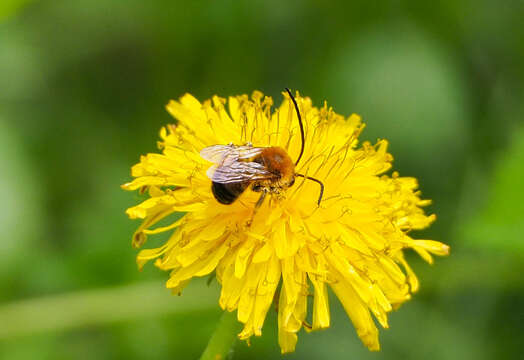 Image of Eucera longicornis (Linnaeus 1758)