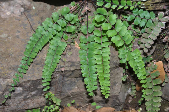 Imagem de Adiantum rhizophorum Sw.