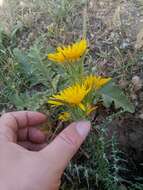 Image of Scolymus grandiflorus Desf.