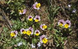 Image of Yellow-Lip Pansy Monkey-Flower