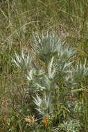 Eryngium spinalba Vill. resmi