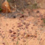 Image of Eriachne aristidea F. Muell.