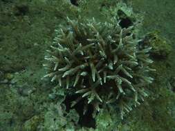 Image of Staghorn Coral