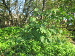 Слика од Prunus mandshurica (Maxim.) Koehne