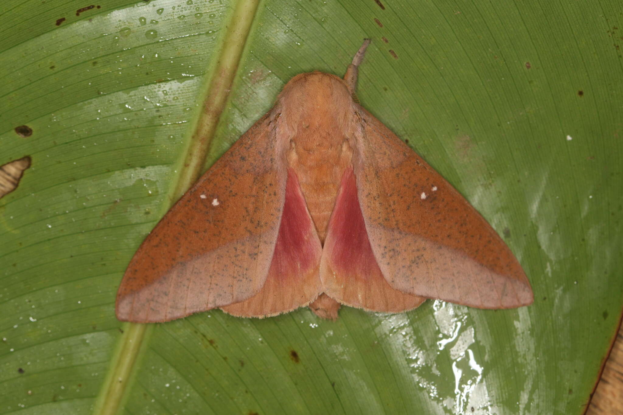 Image of Syssphinx colla Dyar 1907