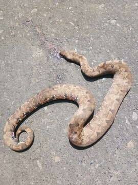 Image of Paulson's Bevel-nosed Boa