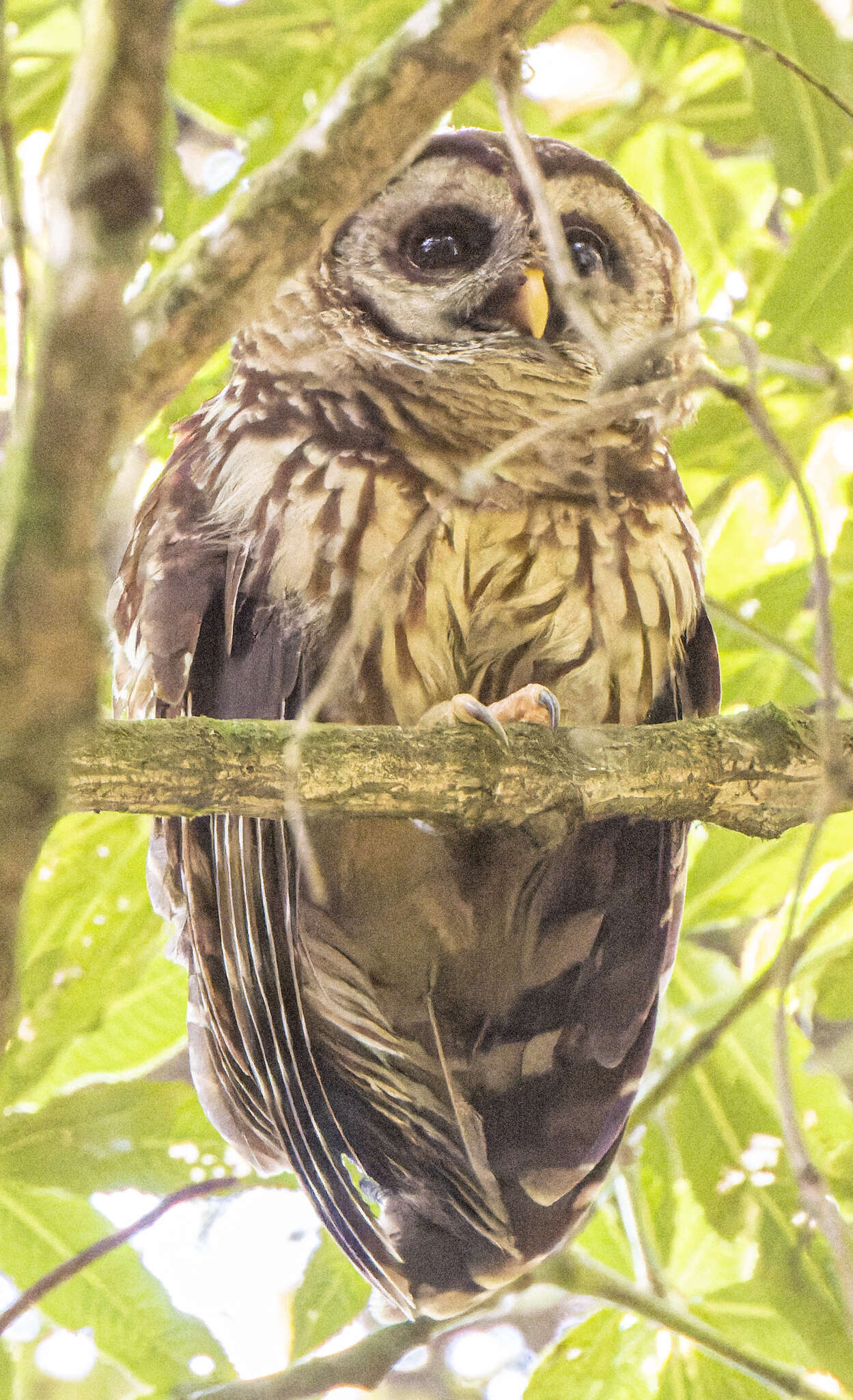 Image of Fulvous Owl