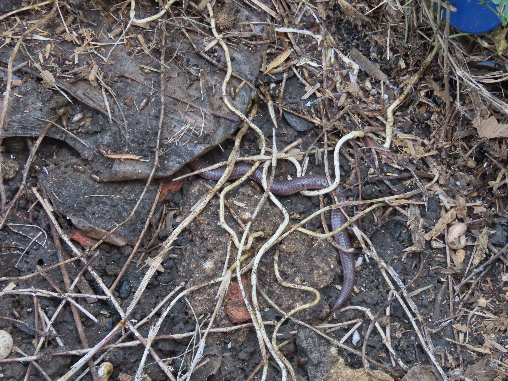 Image of Iberian Worm Lizard