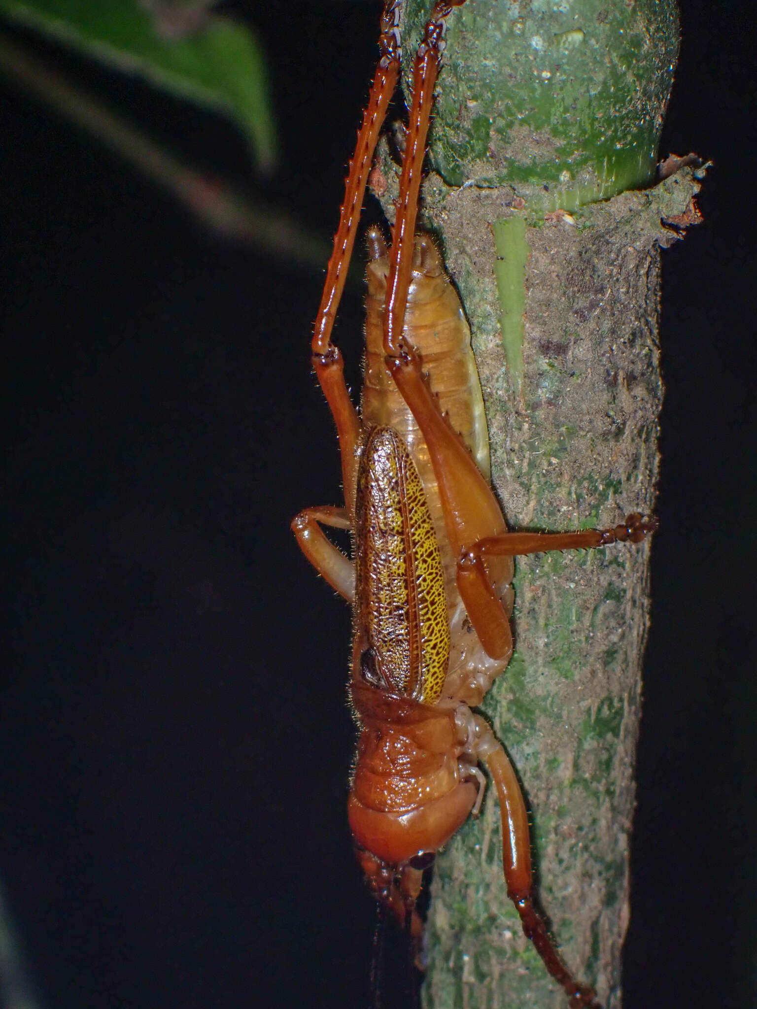 Image of Melanonotus tico Rentz & D. C. F. 1975