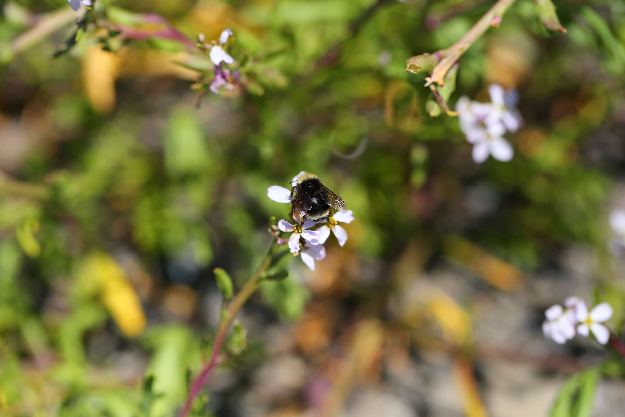 Image of Obscure Bumble Bee