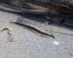 Image of Black flathead