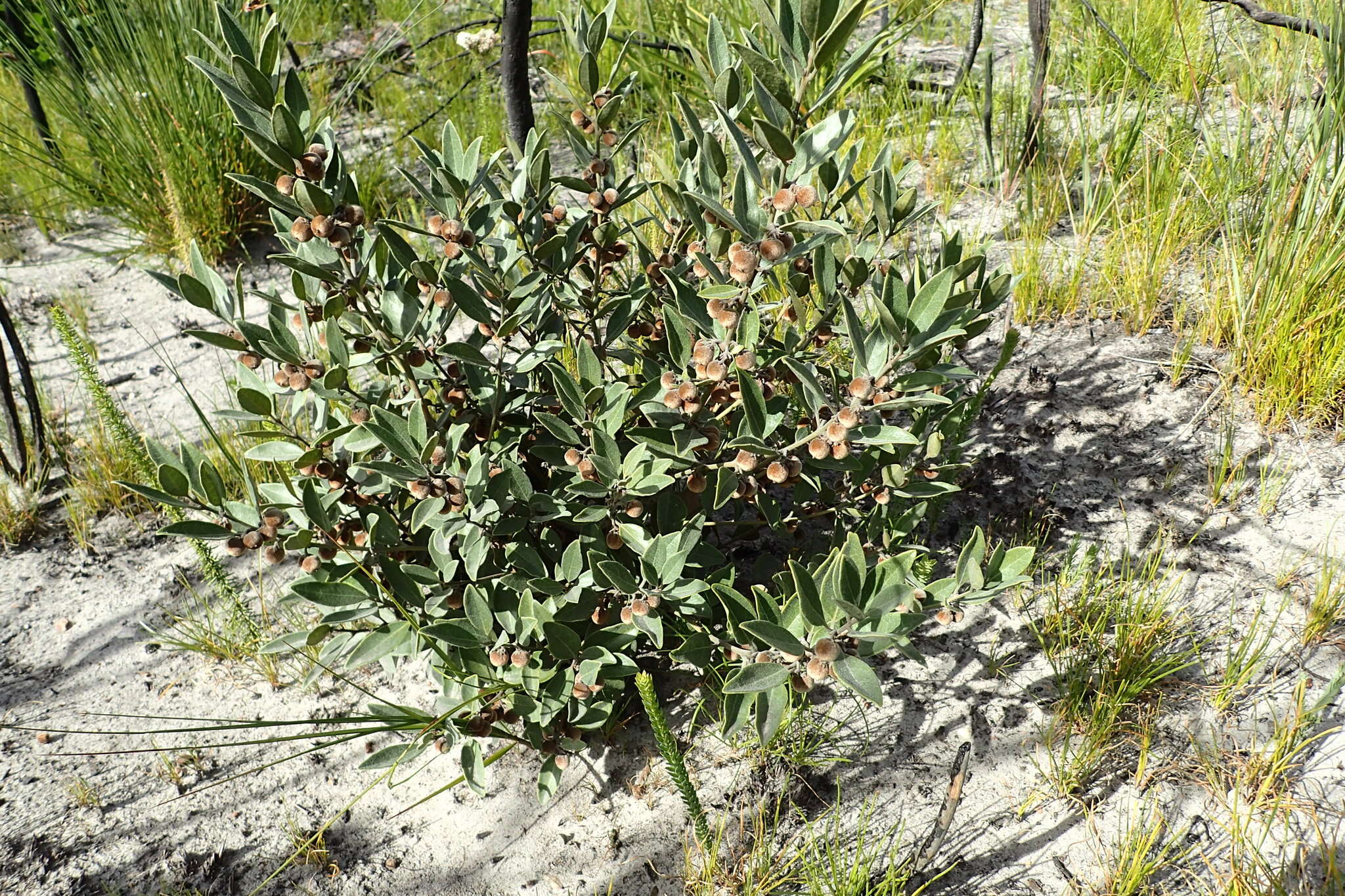 Image of Euclea polyandra (L. fil.) E. Mey. ex Hiern